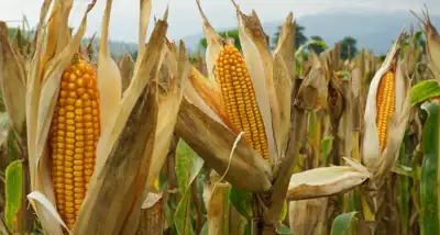 El maíz gana en maquinaria pero pierde poder frente a combustibles y fertilizantes