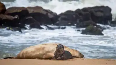 Elefante marino del sur cumple una semana de vida en la playa de General Pueyrredón