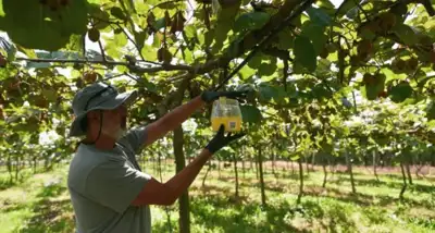 Inician campaña de monitoreo de mosca del fruto en cultivos de kiwi de General Pueyrredón