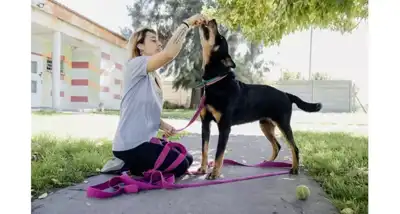 La Municipalidad lanza capacitación gratuita para docentes sobre tenencia responsable de mascotas