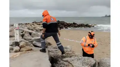 Nació una cría de elefante marino frente al Unzué