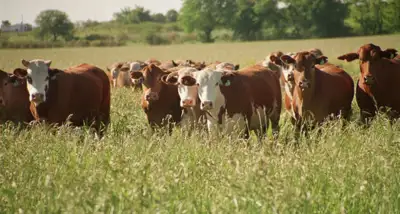 Nuevo sistema de trazabilidad para la producción ganadera