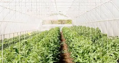 Provincia de Buenos Aires lanza Censo Hortiflorícola 2026 después de 20 años