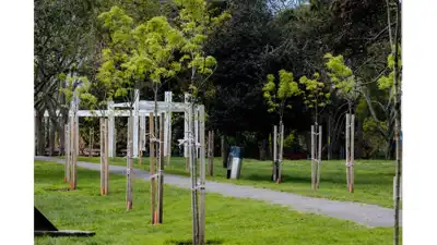 Reforestan y reemplazan árboles enfermos en el Parque Primavesi
