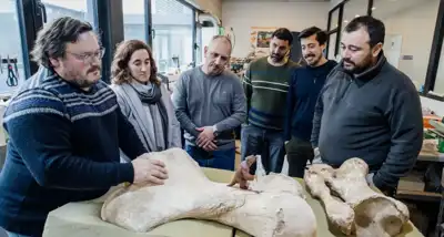 Restituyen dos fósiles de megaterio hallados en Santa Clara del Mar