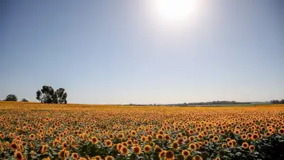 Agro y Negocios - Sigue vigente la prohibición de aplicar agroquímicos en zonas urbanas de General Pueyrredon