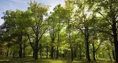 Tandil celebra el Día del Árbol con una jornada en El Arraigo